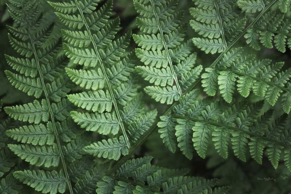 Lady Ferns IV Color art print by Alan Majchrowicz for $57.95 CAD