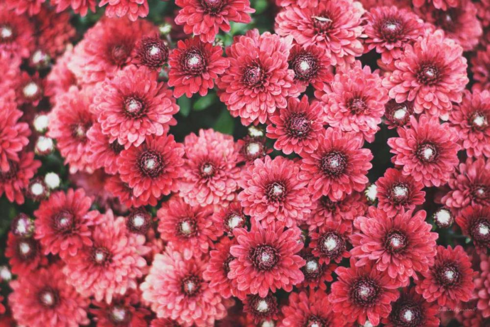 Autumn Flowers I art print by Laura Marshall for $57.95 CAD