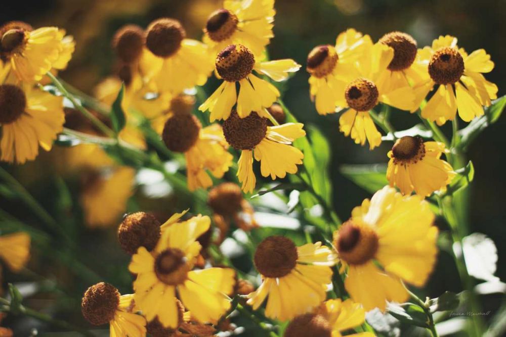Autumn Flowers II art print by Laura Marshall for $57.95 CAD