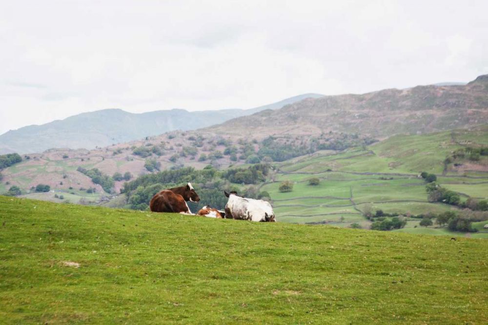 Lake District III art print by Laura Marshall for $57.95 CAD