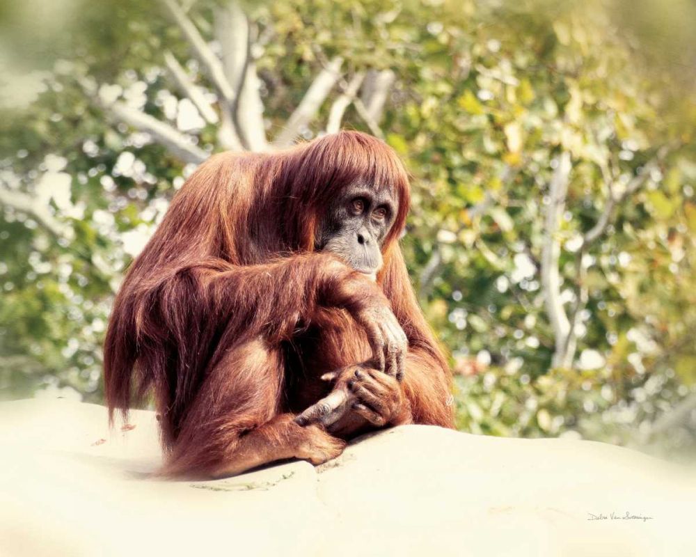 Orangutan art print by Debra Van Swearingen for $57.95 CAD