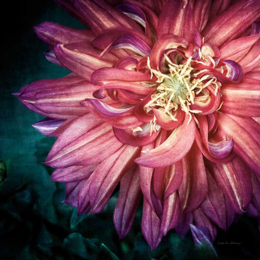 Dahlia II art print by Debra Van Swearingen for $57.95 CAD