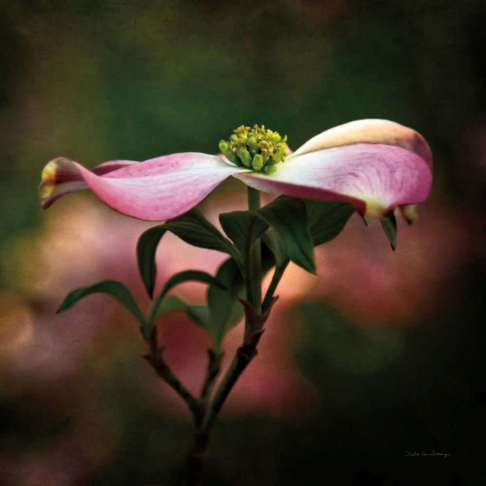 Pink Dogwood I art print by Debra Van Swearingen for $57.95 CAD