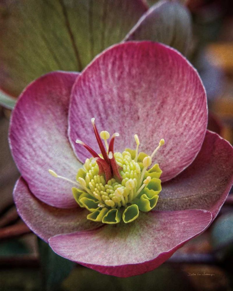 Lenton Rose IV art print by Debra Van Swearingen for $57.95 CAD
