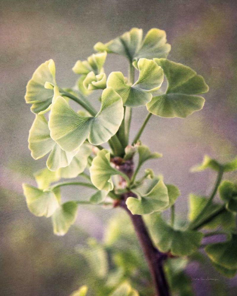 Sprouting Ginkgo I art print by Debra Van Swearingen for $57.95 CAD