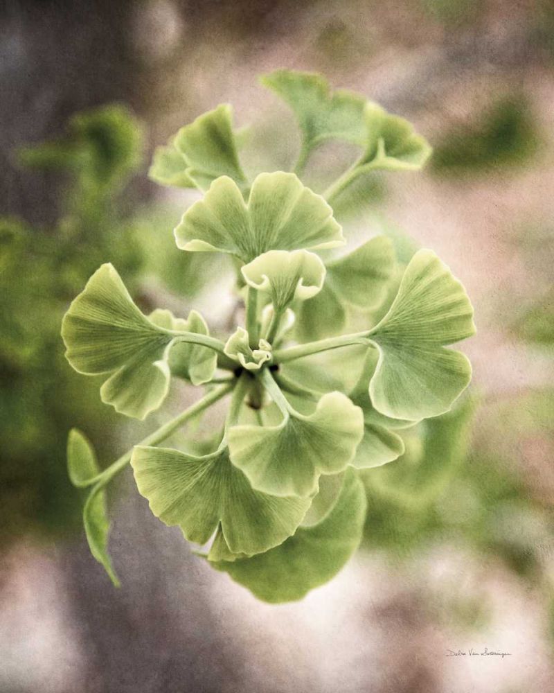 Sprouting Ginkgo II art print by Debra Van Swearingen for $57.95 CAD