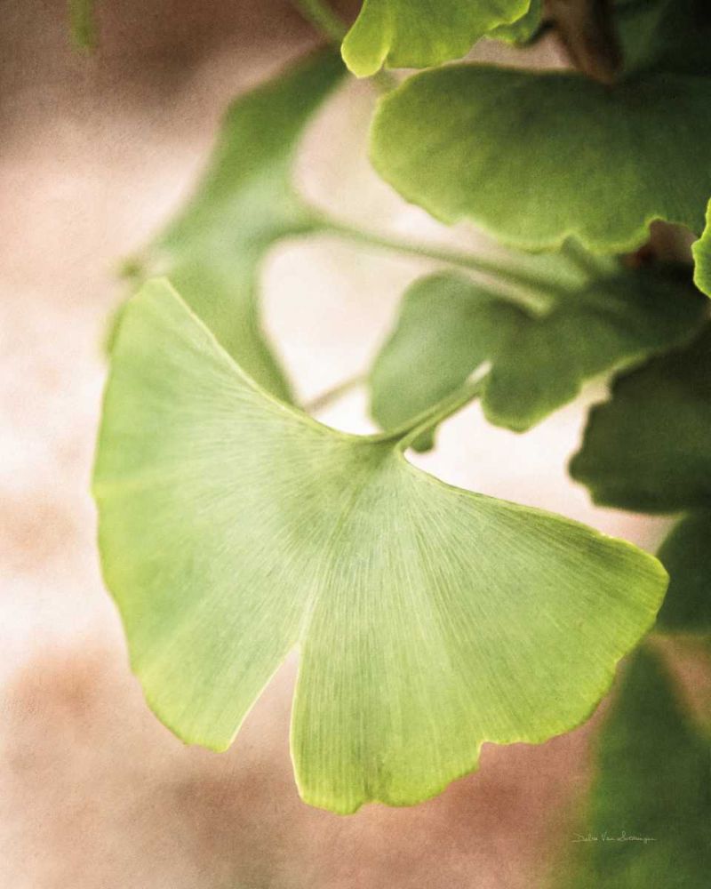 Sprouting Ginkgo III art print by Debra Van Swearingen for $57.95 CAD