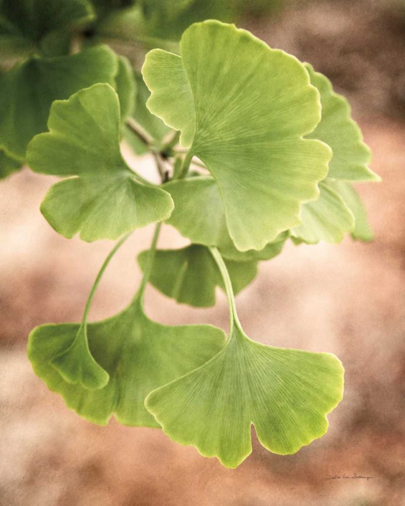 Sprouting Ginkgo IV art print by Debra Van Swearingen for $57.95 CAD
