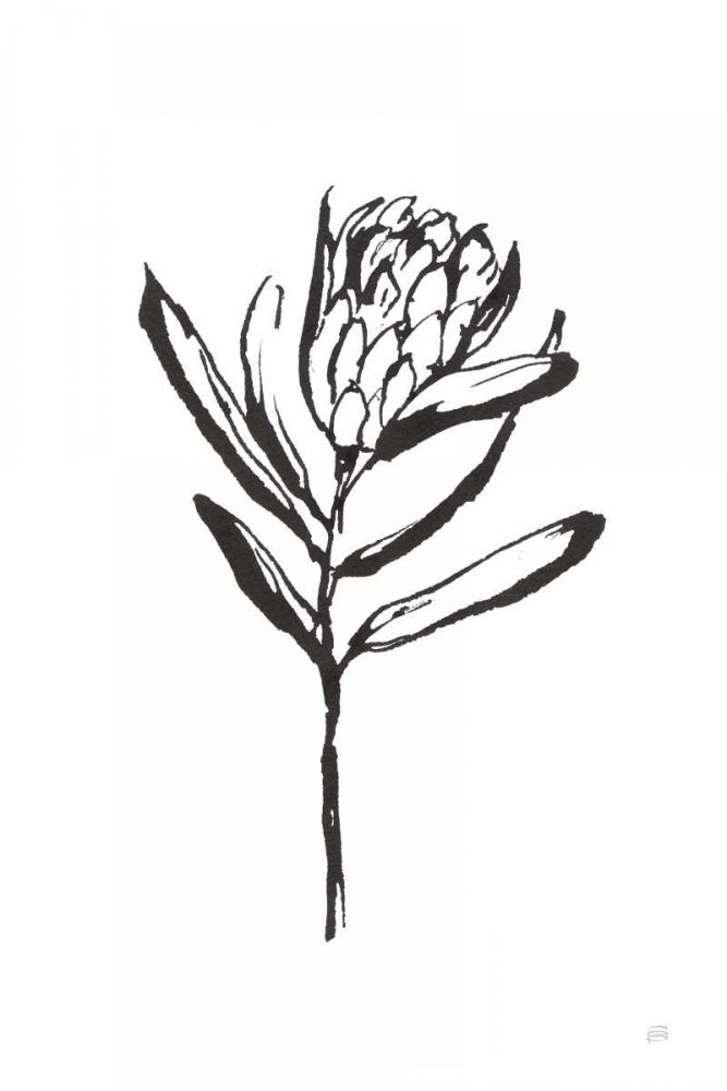 Line Protea I art print by Chris Paschke for $57.95 CAD