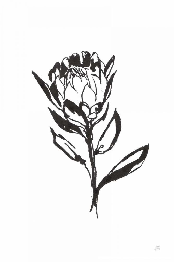 Line Protea II art print by Chris Paschke for $57.95 CAD