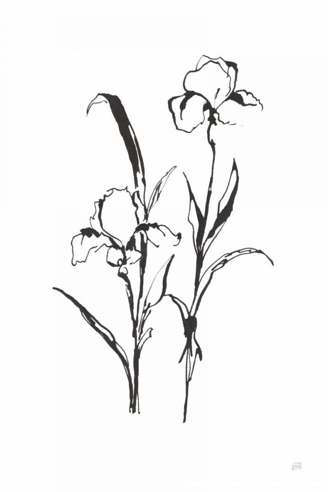 Line Iris I art print by Chris Paschke for $57.95 CAD