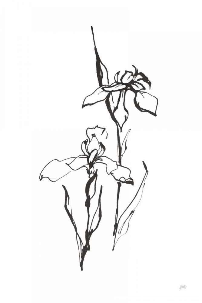 Line Iris II art print by Chris Paschke for $57.95 CAD