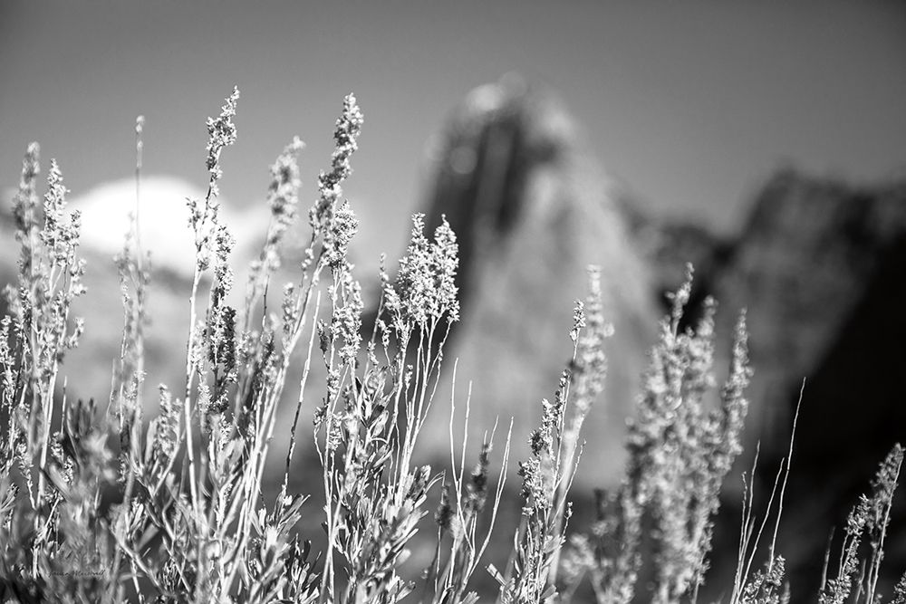 Canyon Sagebrush art print by Laura Marshall for $57.95 CAD