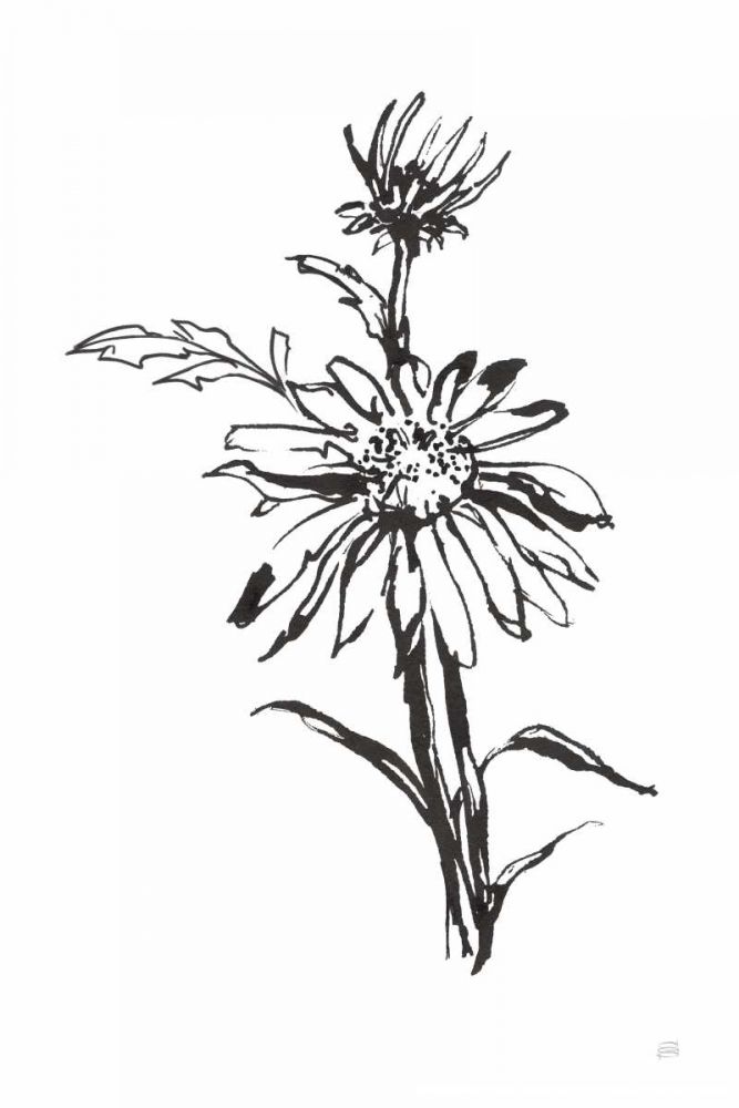 Line Echinacea I art print by Chris Paschke for $57.95 CAD