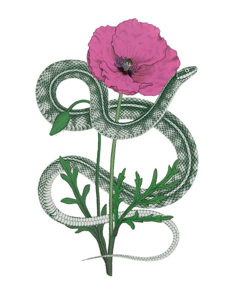 Natural Beauty I Pink Flower art print by Wild Apple Portfolio for $57.95 CAD