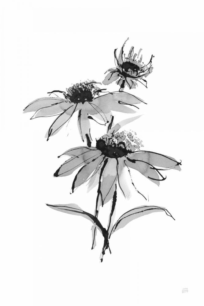 Wash Echinacea II art print by Chris Paschke for $57.95 CAD