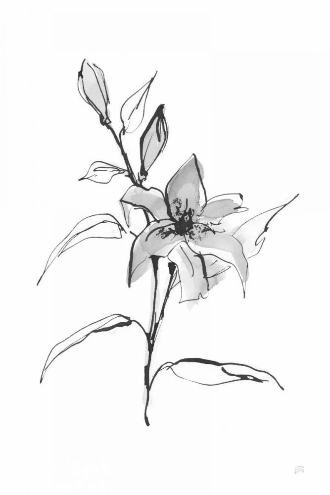 Wash Tiger Lily art print by Chris Paschke for $57.95 CAD