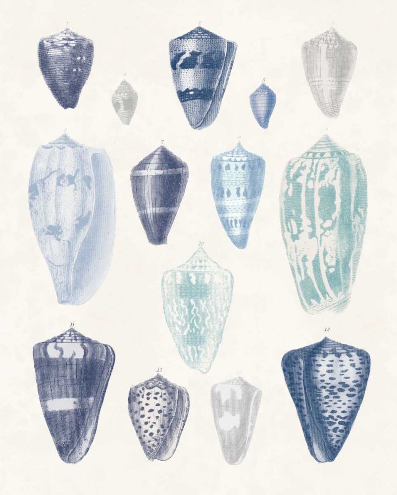 Blue Shell Assortment I art print by Wild Apple Portfolio for $57.95 CAD