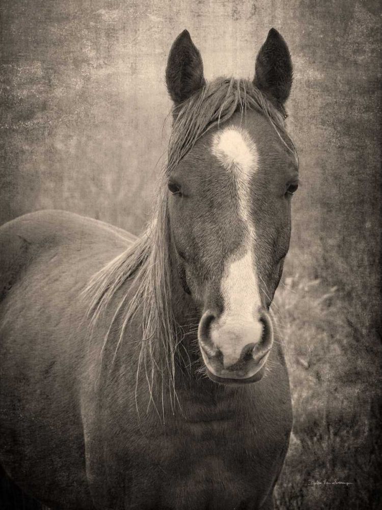 Heres Looking at You II art print by Debra Van Swearingen for $57.95 CAD