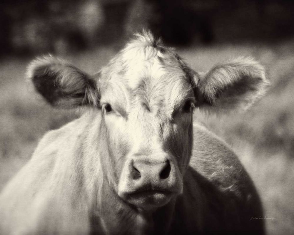 Pasture Cow art print by Debra Van Swearingen for $57.95 CAD