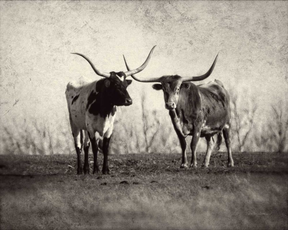 Texas Longhorns art print by Debra Van Swearingen for $57.95 CAD