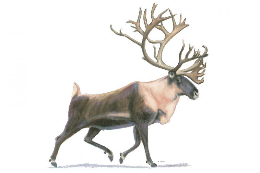 Northern Wild IV art print by James Wiens for $57.95 CAD