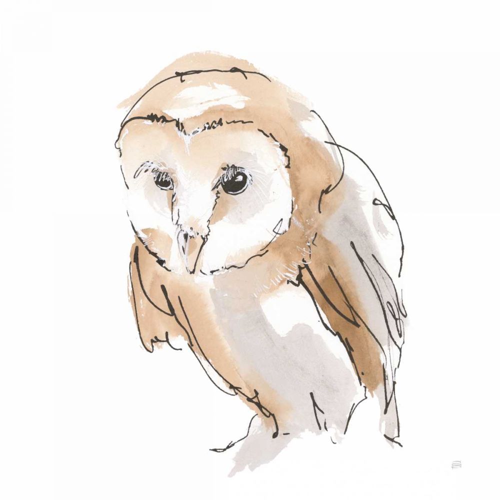 Barn Owl I art print by Chris Paschke for $57.95 CAD