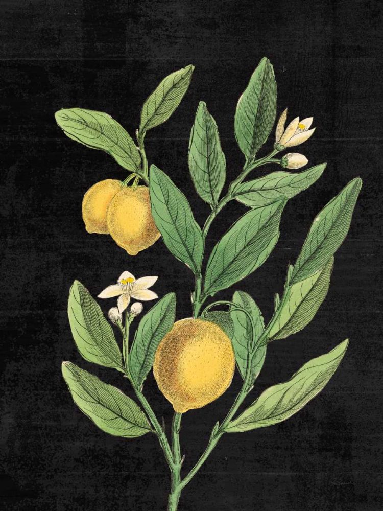 Classic Citrus V Black No Words art print by Sue Schlabach for $57.95 CAD