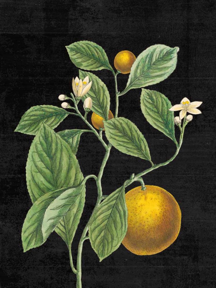Classic Citrus VI Black No Words art print by Sue Schlabach for $57.95 CAD