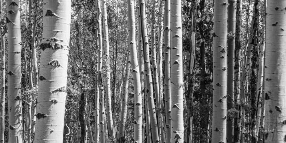 Aspen Grove art print by Elizabeth Urquhart for $57.95 CAD