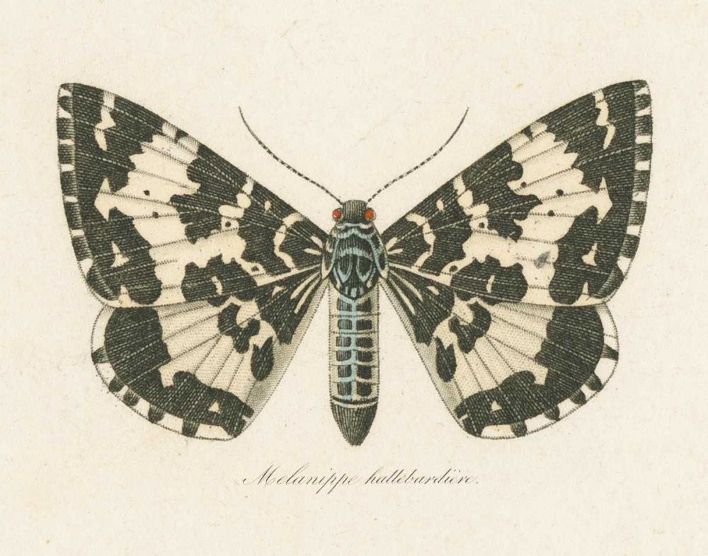 Natures Butterfly II art print by Wild Apple Portfolio for $57.95 CAD