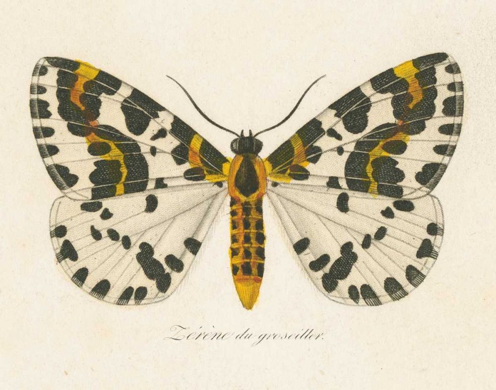 Natures Butterfly IV art print by Wild Apple Portfolio for $57.95 CAD
