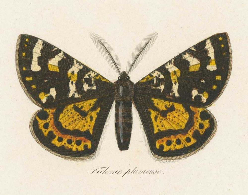 Natures Butterfly V art print by Wild Apple Portfolio for $57.95 CAD