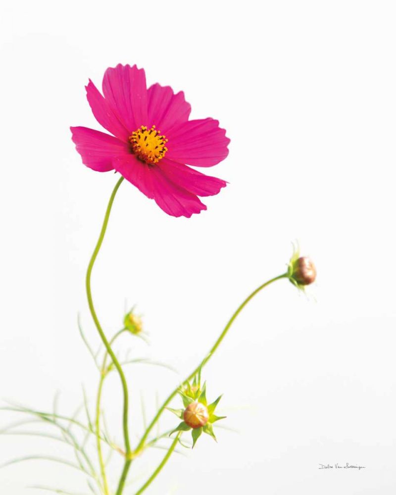 Magenta Cosmos I art print by Debra Van Swearingen for $57.95 CAD