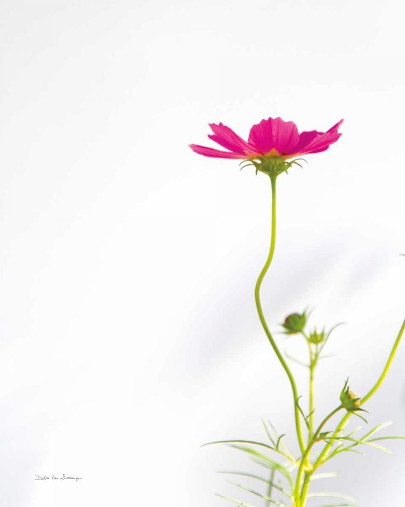 Magenta Cosmos II art print by Debra Van Swearingen for $57.95 CAD