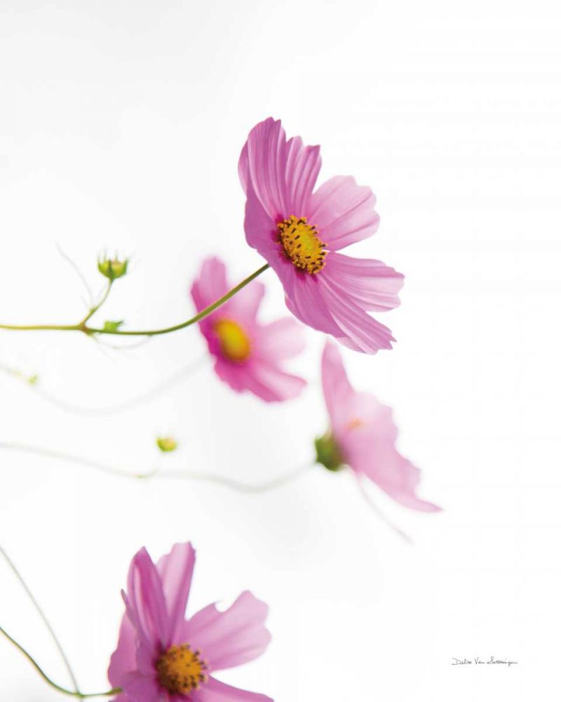 Pale Cosmos I art print by Debra Van Swearingen for $57.95 CAD