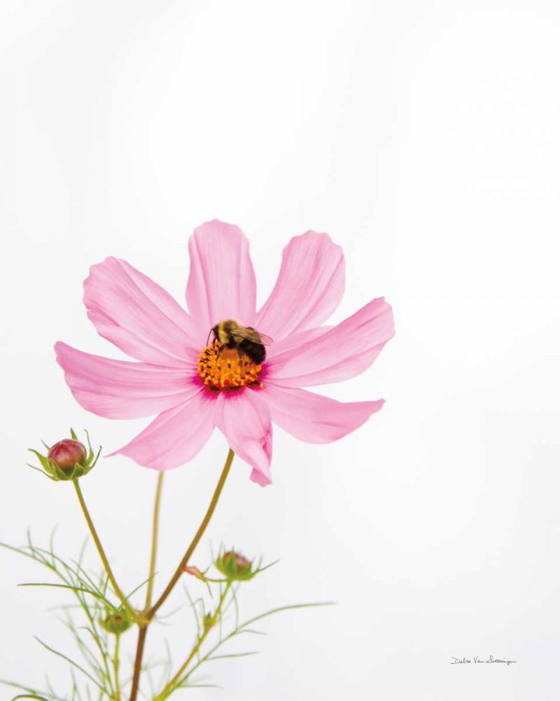 Pale Cosmos II art print by Debra Van Swearingen for $57.95 CAD