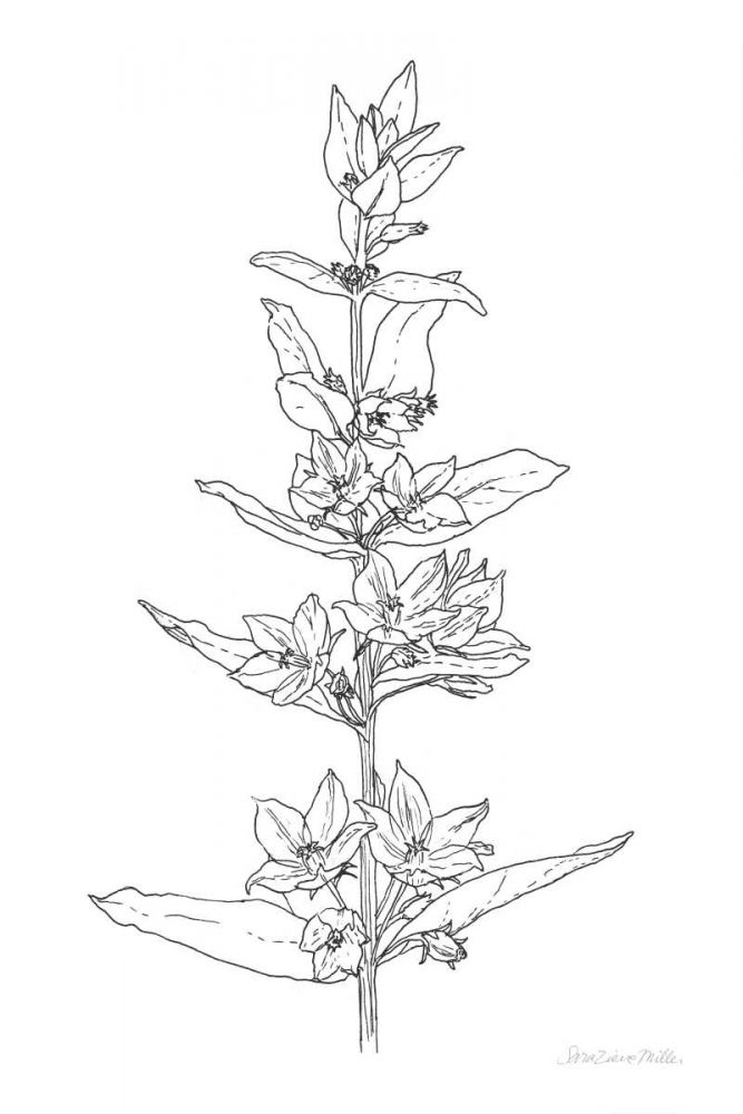 Sketched Flowers art print by Sara Zieve Miller for $57.95 CAD