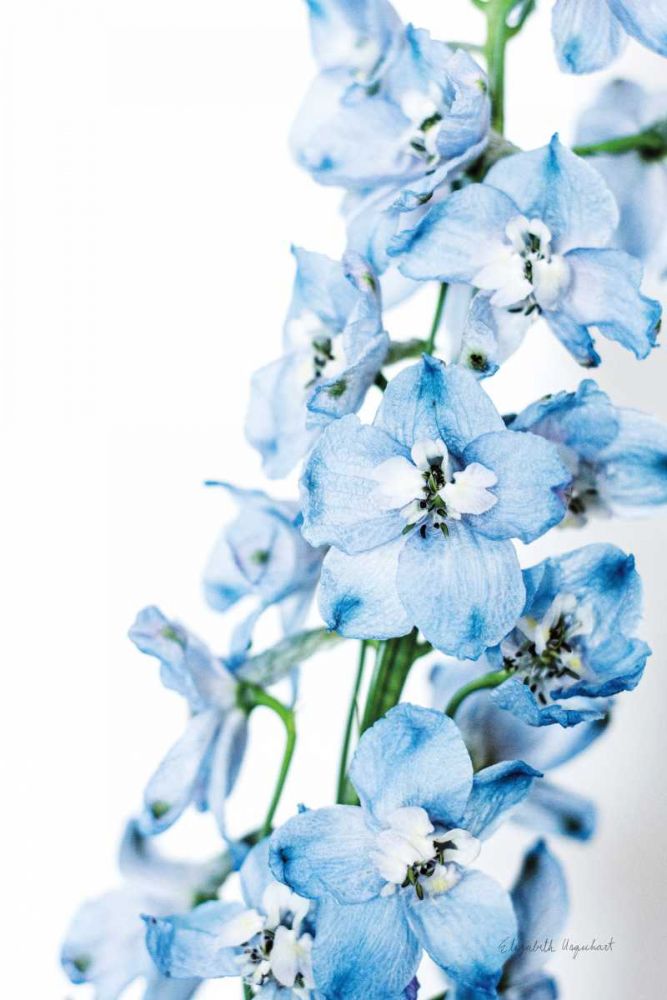 Freshly Picked Delphinium III art print by Elizabeth Urquhart for $57.95 CAD