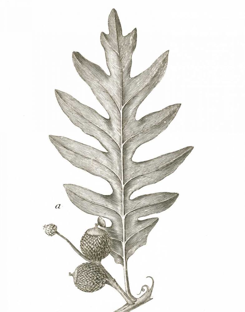 Histoire Naturelle Leaves I art print by Wild Apple Portfolio for $57.95 CAD