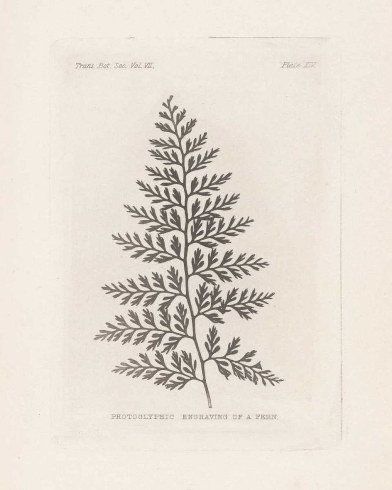 Fern Engraving art print by Wild Apple Portfolio for $57.95 CAD