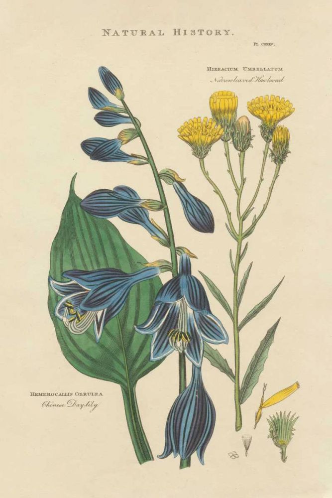 Botanical Print I art print by Wild Apple Portfolio for $57.95 CAD