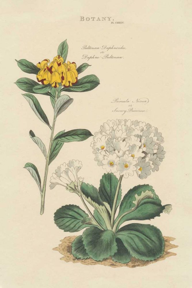 Botanical Print II art print by Wild Apple Portfolio for $57.95 CAD