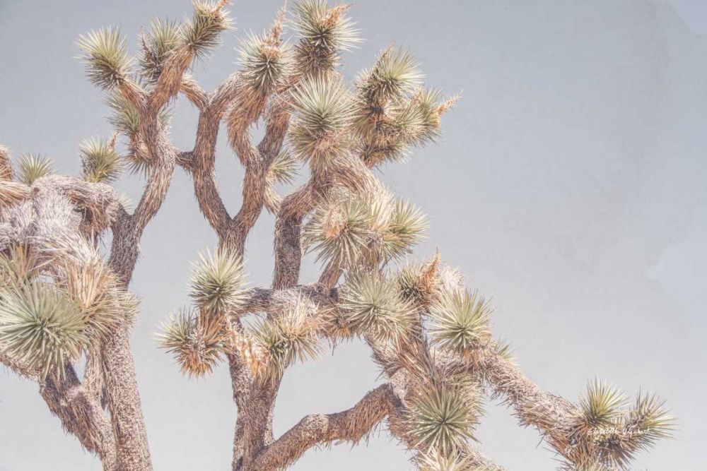 Desert Floral I art print by Elizabeth Urquhart for $57.95 CAD