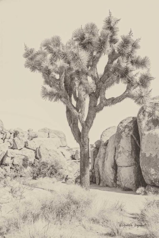 Joshua Tree IV Neutral art print by Elizabeth Urquhart for $57.95 CAD