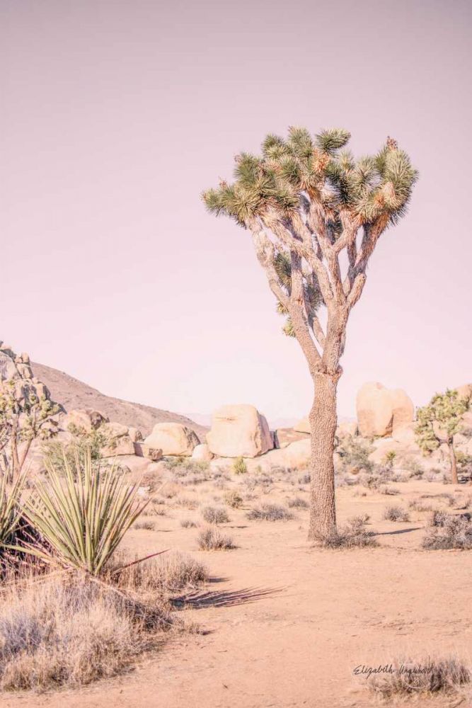 Joshua Tree III Blush art print by Elizabeth Urquhart for $57.95 CAD
