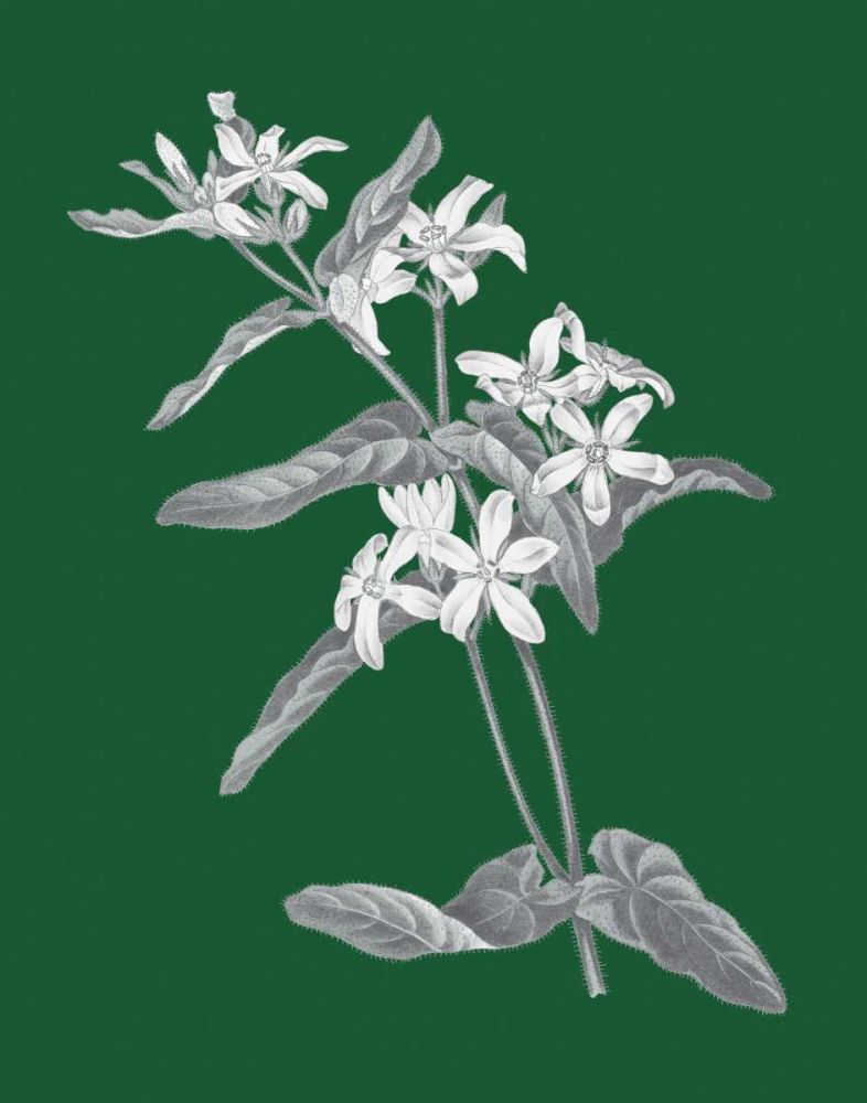 Green Botanical IV art print by Wild Apple Portfolio for $57.95 CAD