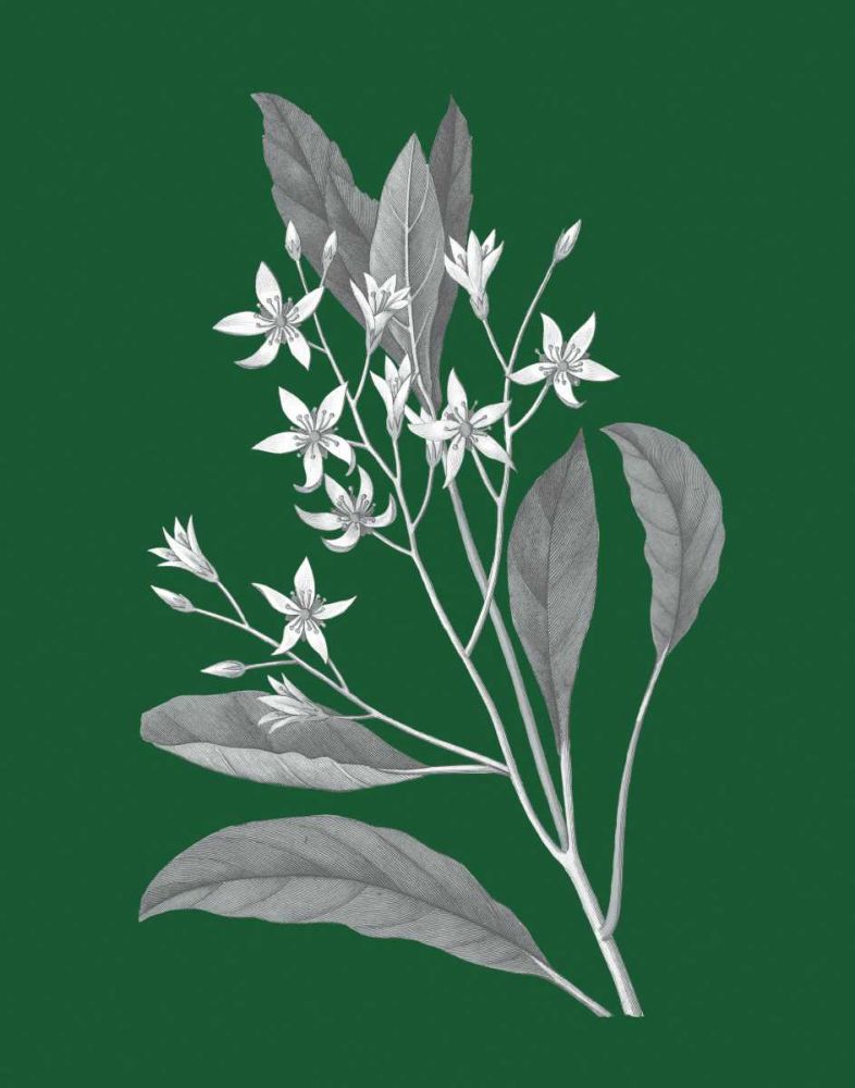 Green Botanical V art print by Wild Apple Portfolio for $57.95 CAD