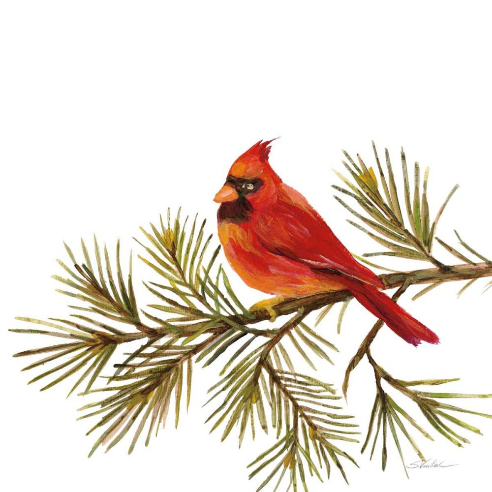 Cardinal Christmas V on White art print by Silvia Vassileva for $57.95 CAD