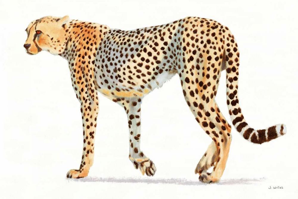 Wild and Free VII Bold art print by James Wiens for $57.95 CAD